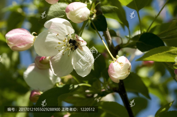蘋果花上的蜜蜂