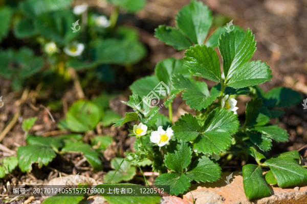 草莓植物-匯圖網(wǎng) www.fosd68.com 草莓植物