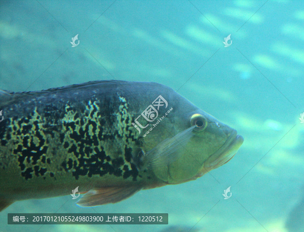魚在佛羅里達(dá)州