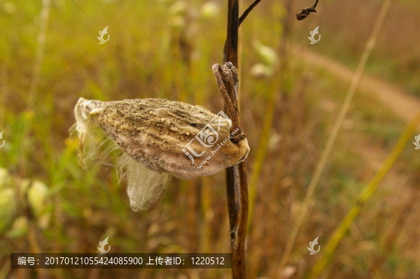 乳雜草2號(hào)