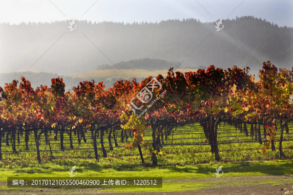 紅黃色的樹葉落下的太陽光束加利福尼亞納帕葡萄園