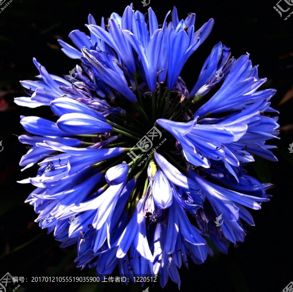Agapanthus,Flowers環(huán)