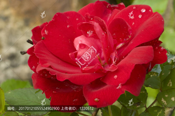 紅玫瑰情人