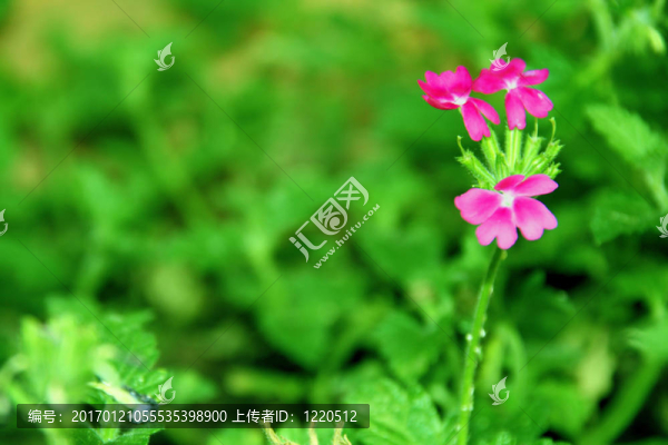 紫色的花
