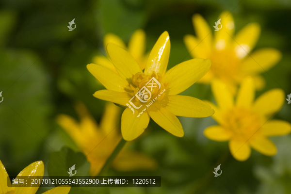 黃色的