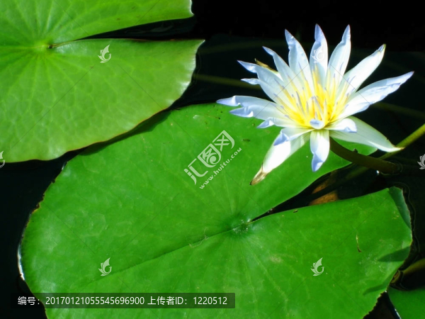藍(lán)色尼羅河睡蓮