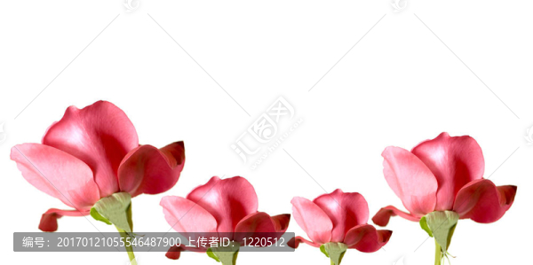 紅玫瑰的邊界
