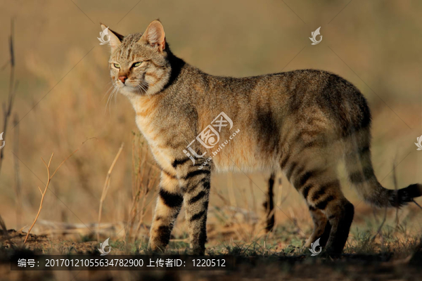 非洲野貓