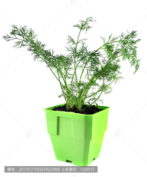 新鮮的香草蒔蘿