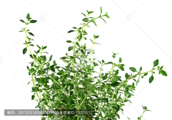 新鮮的香草百里香2
