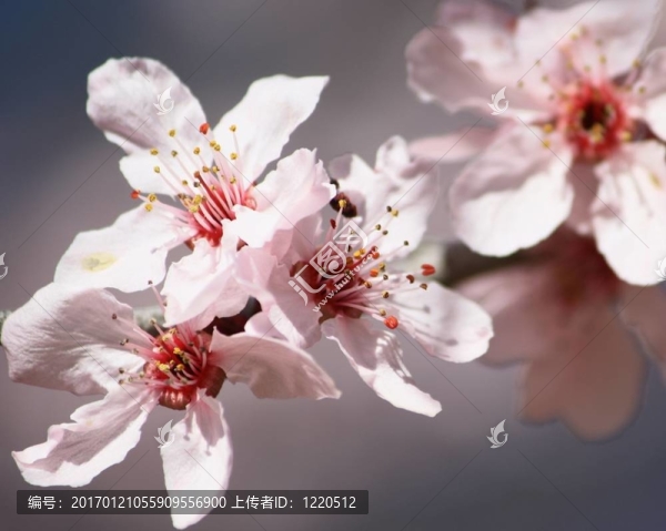 櫻桃樹開花