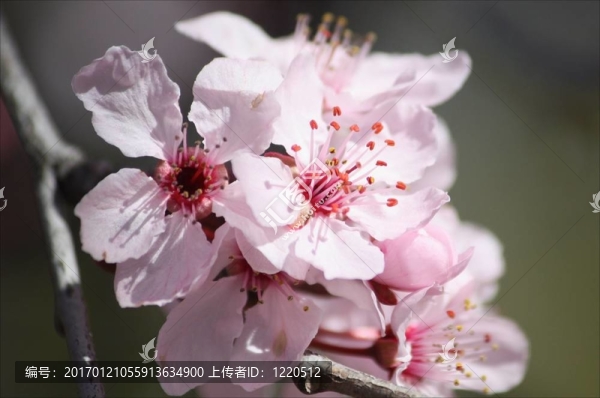 櫻桃樹開花