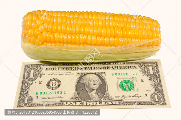 玉米-匯圖網(wǎng) www.fosd68.com 玉米