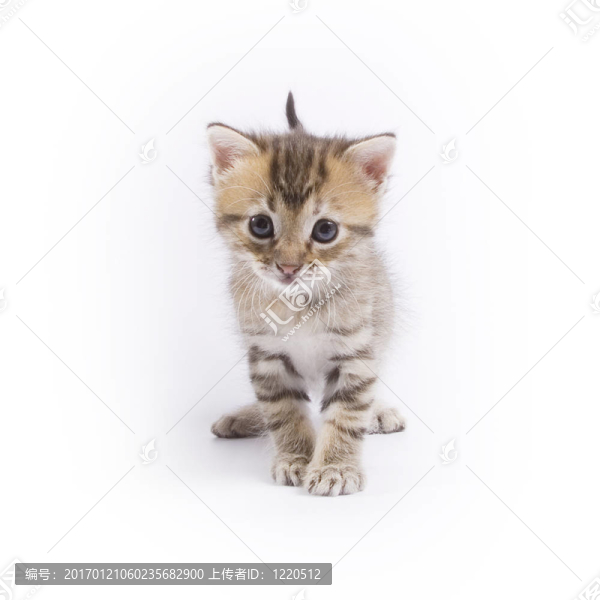 小貓-匯圖網(wǎng) www.fosd68.com 小貓