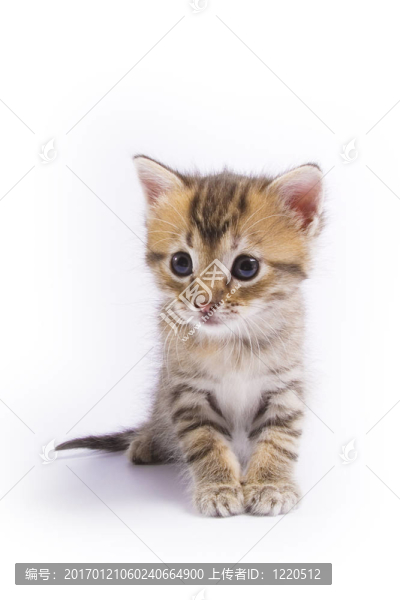 小貓