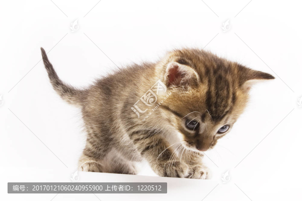 小貓