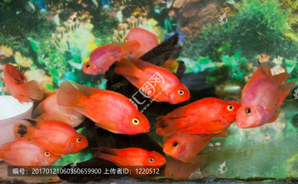 紅色的魚