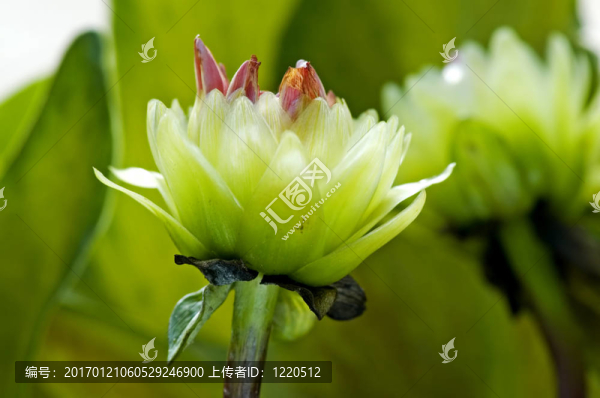 綠色的大麗花
