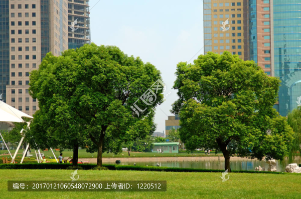 建筑背景樹