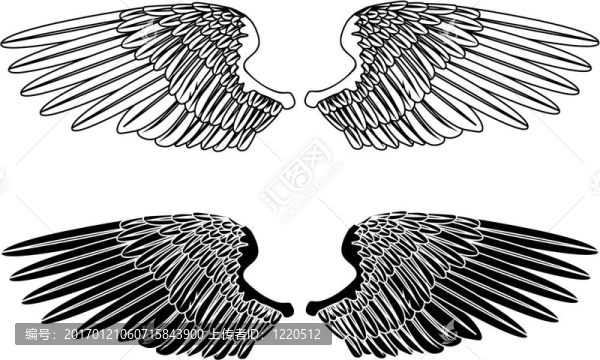 黑白相間的翅膀-匯圖網(wǎng) www.fosd68.com 黑白相間的翅膀