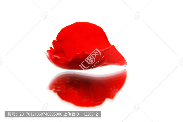 紅玫瑰的花瓣白色與反思