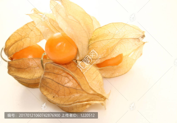 酸漿果實(shí)