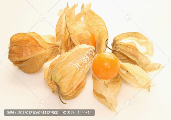 酸漿果實(shí)