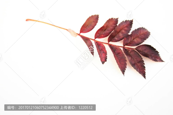 秋天的落葉