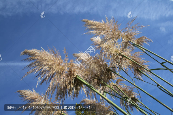 潘帕斯草-匯圖網(wǎng) www.fosd68.com 潘帕斯草