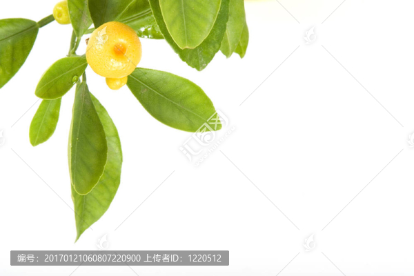 柑橘葉片