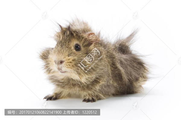 幾內(nèi)亞豬