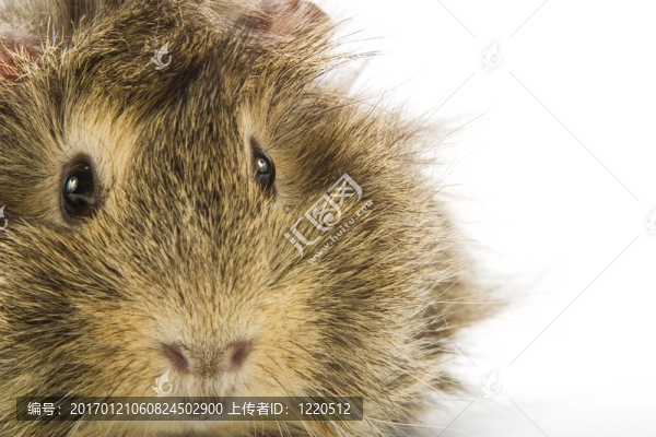 幾內亞豬