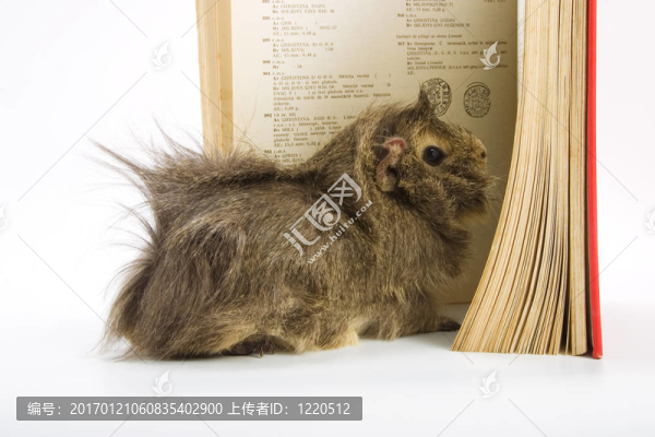 幾內(nèi)亞豬