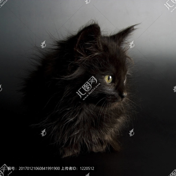 小貓