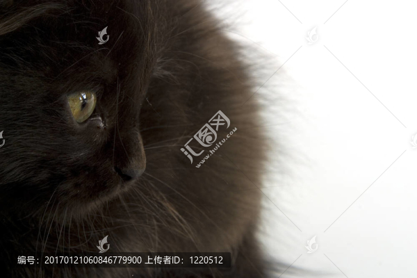 黑色的小貓