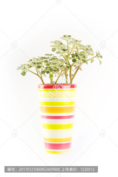 potplant-匯圖網(wǎng) www.fosd68.com potplant