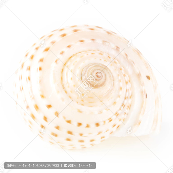 殼