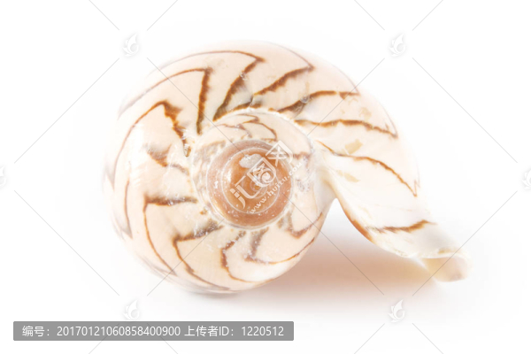 殼