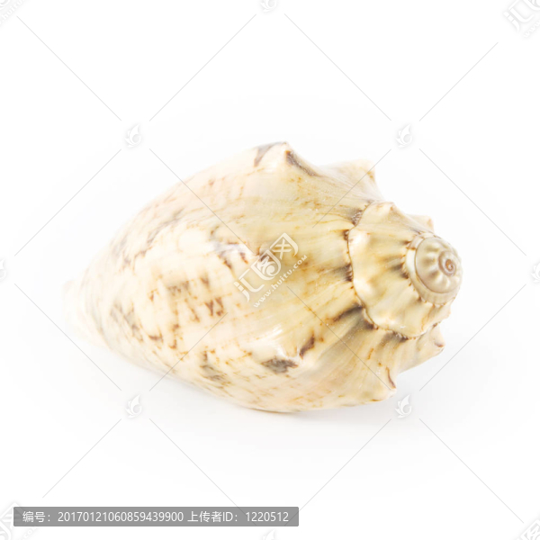 殼