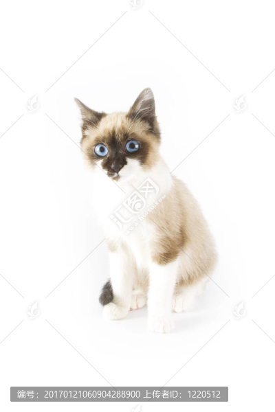 貓