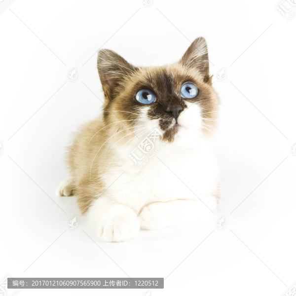 貓