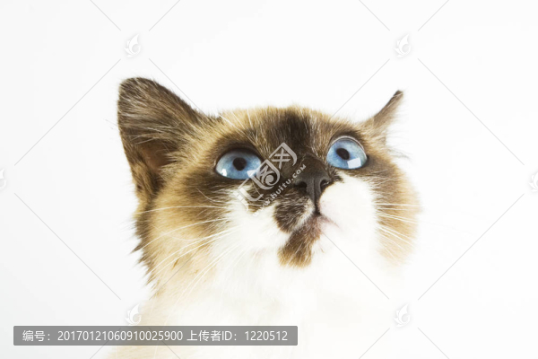 貓