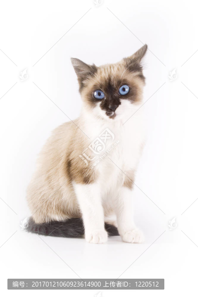 貓