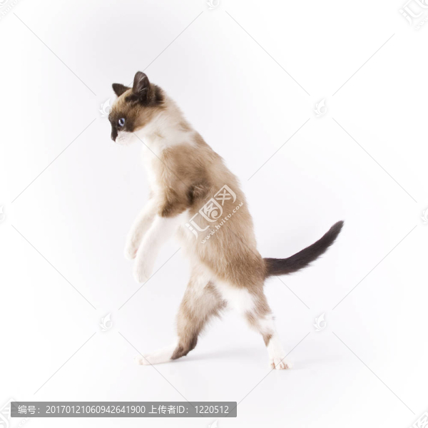 貓