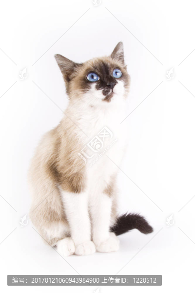 貓
