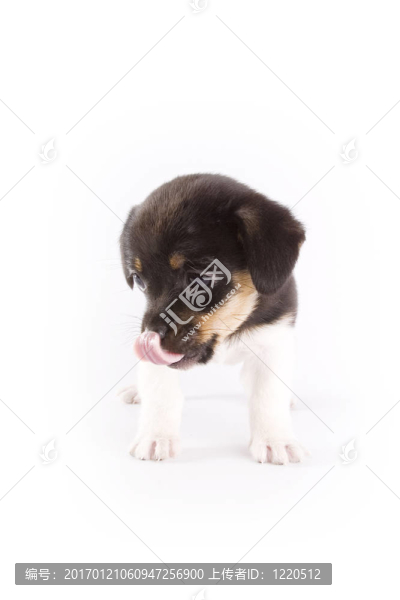 小狗
