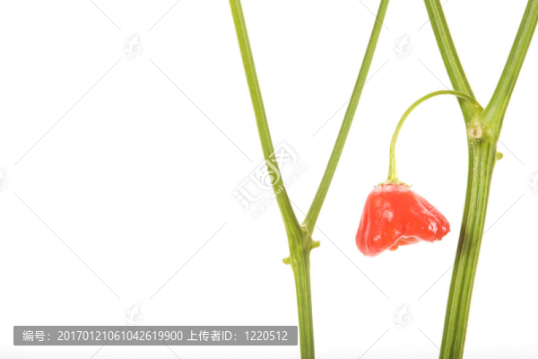 紅辣椒