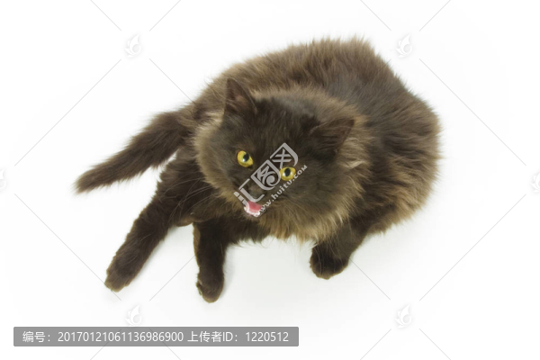 黑色的貓
