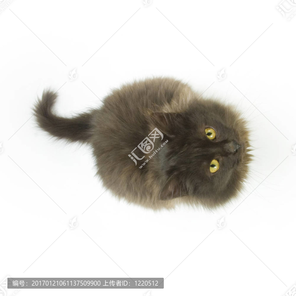 黑色的貓