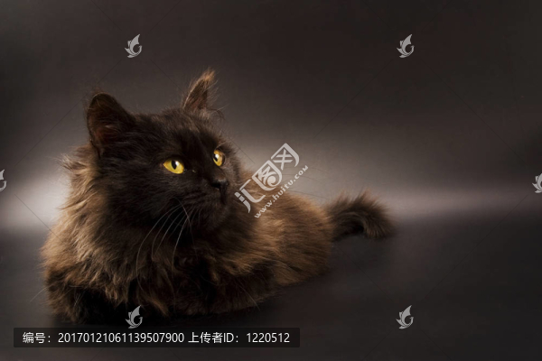 黑色的貓